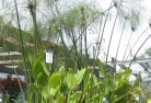 Lagoon Grassplants-65.jpg; ?>